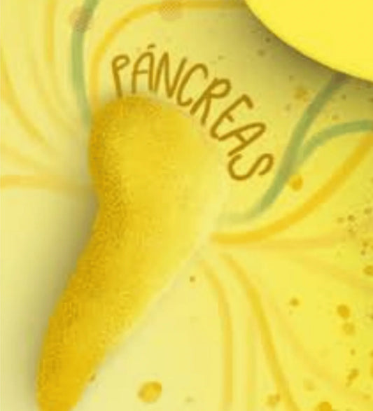 Las glándulas que nos definen