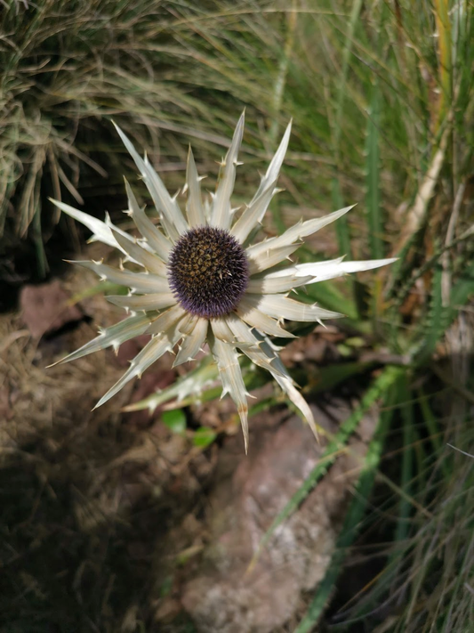 La rosa de las montañas