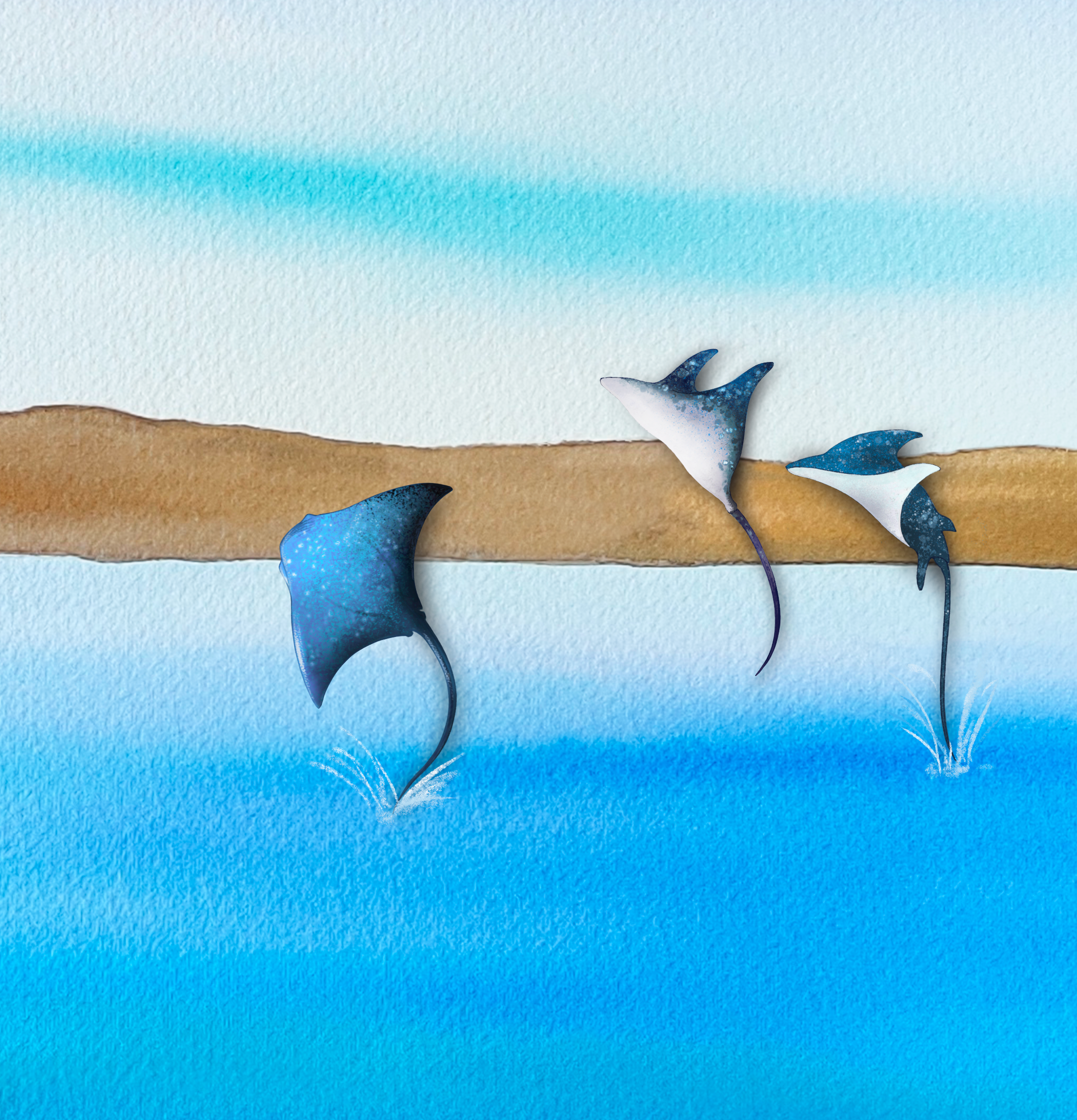 Las mantarrayas – Cuentos Artesana