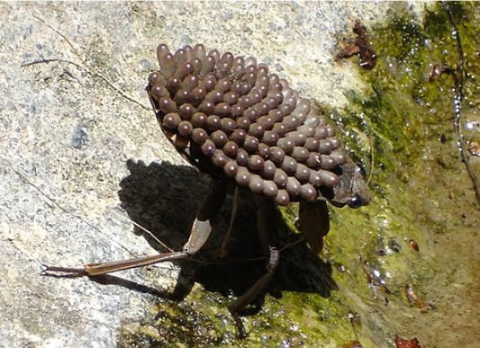 Insectos