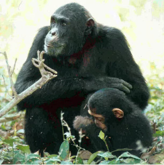 Acompañar las heridas en el mundo animal