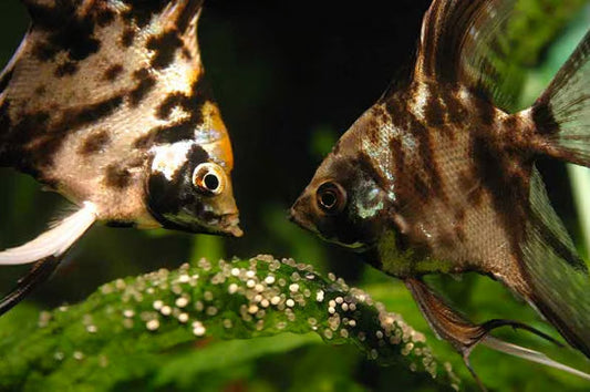 La diversidad en los animales