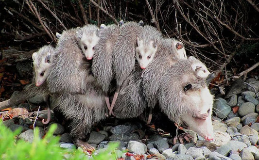 Acompañar y dejarme acompañar