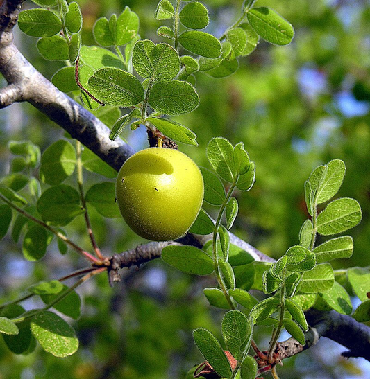 El ciruelo cimarrón