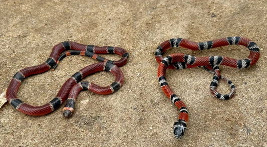 Las serpientes coralillos